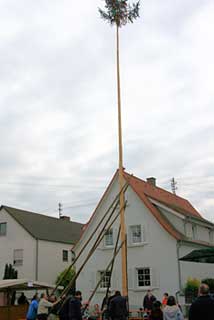 Maibaum in Büchelberg