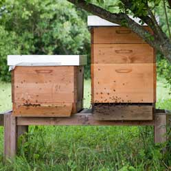 Bienenstand Büchelberg 2013