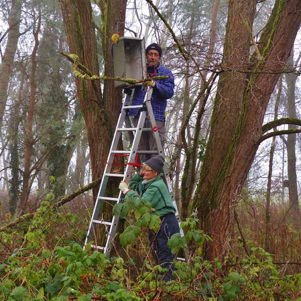 Hornissenkasten wird aufgehängt!