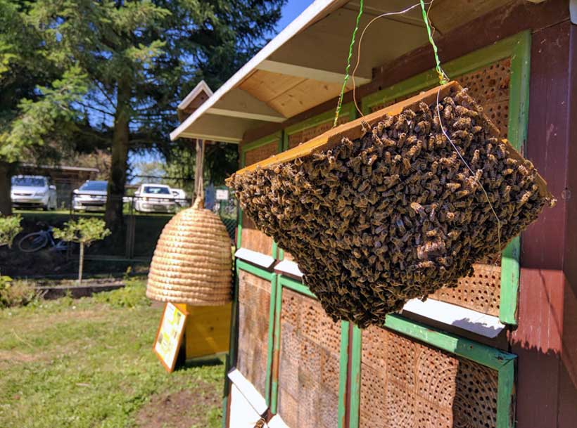 Bienenfest Bienenzuchtverein Kandel e.V.