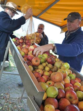 Obstbaumbesitzer kippen Äpfel zum Keltern in die mobile Saftpresse