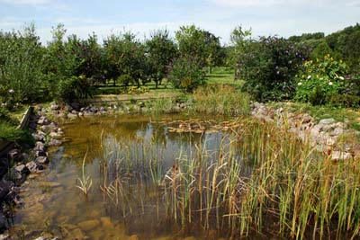 Feuchtbiotop in der Anlage des Gartenbauvereins Büchelberg