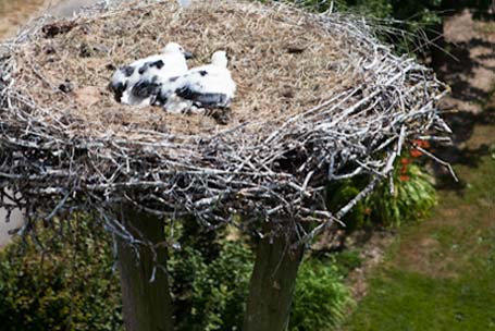 Jungstörche Conny und Gustav nach der Beringung am 15. Juni 2014 