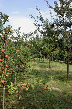 Streuobstwiese neben der Anlage des Obst- und Gartenbauvereins Büchelberg e.V.